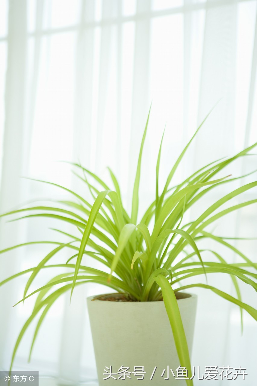 水培吊兰怎么养才能更旺盛小妙招,水培吊兰养护应该注意哪些事项