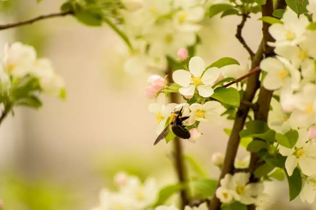 八首吟诵海棠的诗句,三十三首海棠花诗