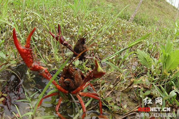 弘扬运河文化,弘扬长征精神走好乡村振兴之路