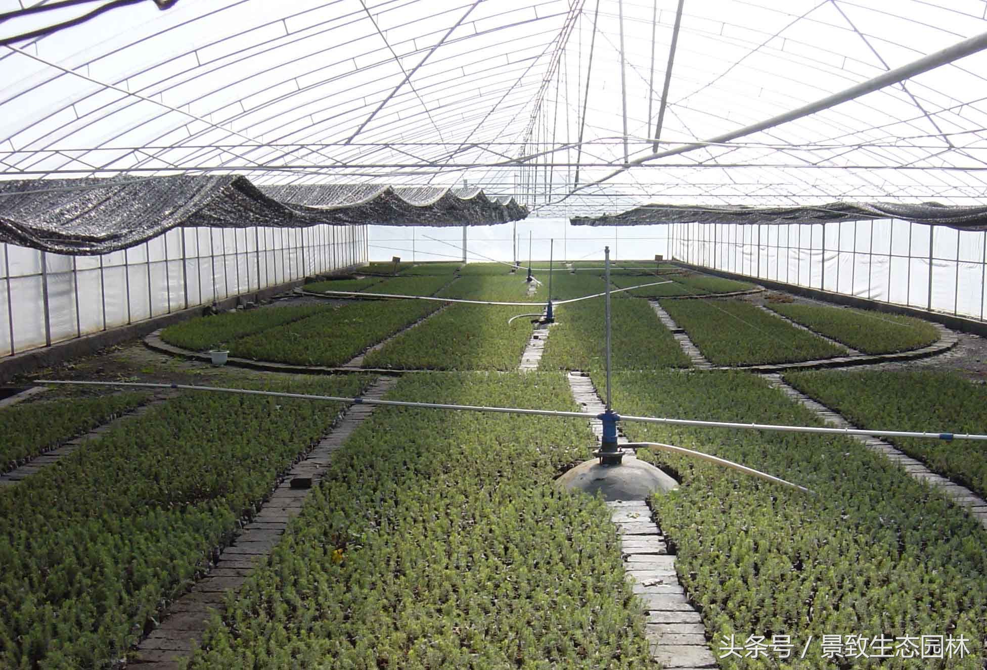 苗木花卉快繁育苗技术合作,最全苗木花卉快速育苗繁殖技术