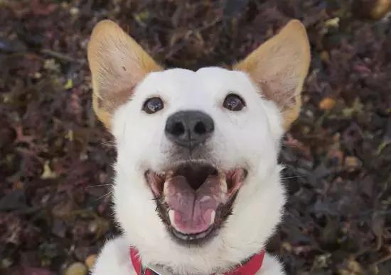 泰迪狗狗口臭用什么最见效,老年狗狗口臭是什么原因