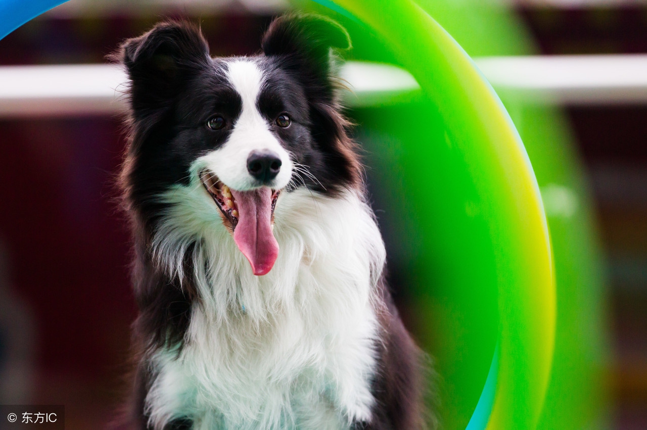 泰迪狗狗口臭用什么最见效,老年狗狗口臭是什么原因