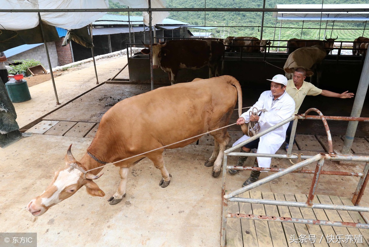有关母牛配种的小问题，养牛户一定要重视起来！