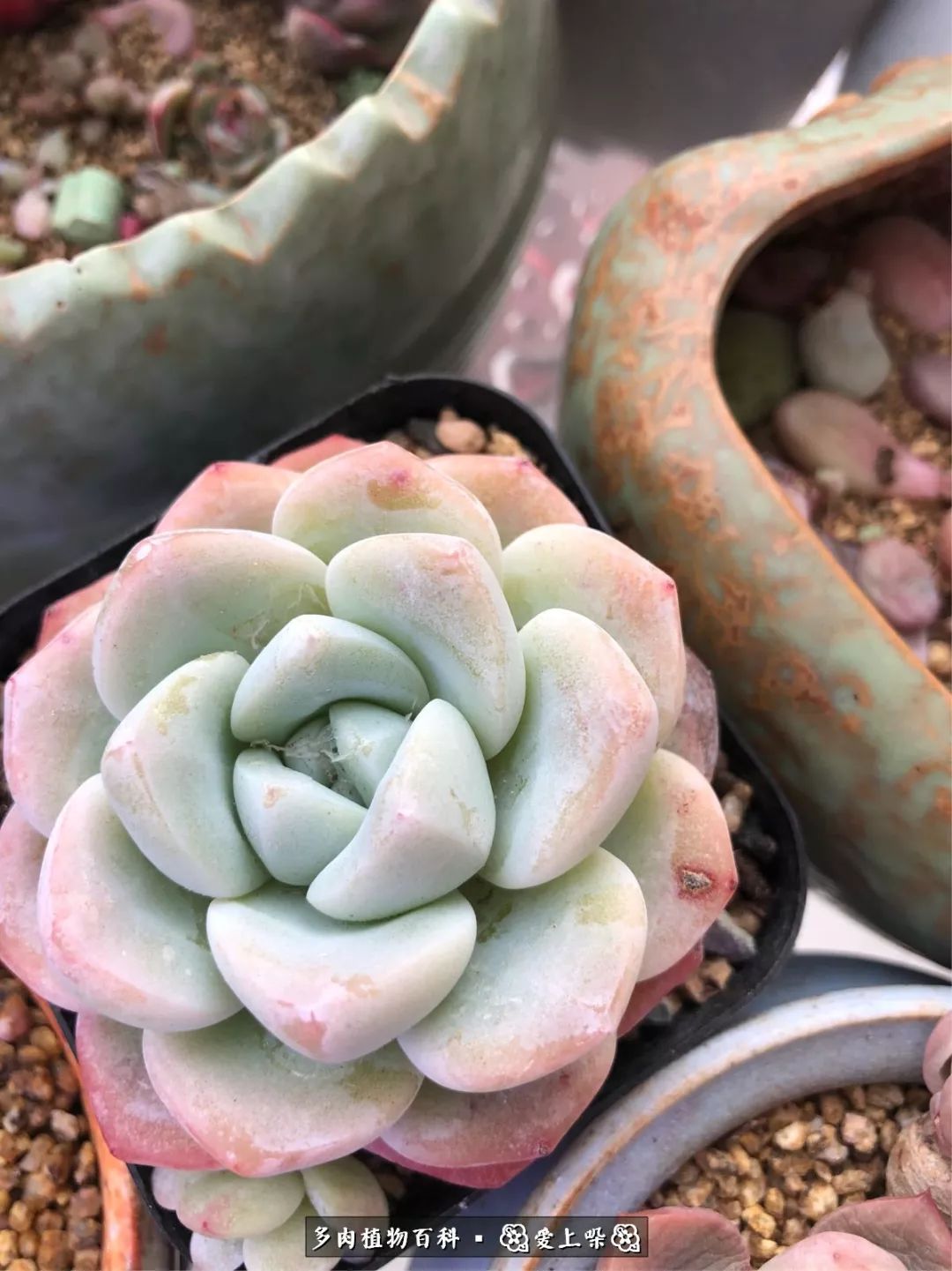 没阳光的多肉也如此迷人,不需要很多阳光的多肉