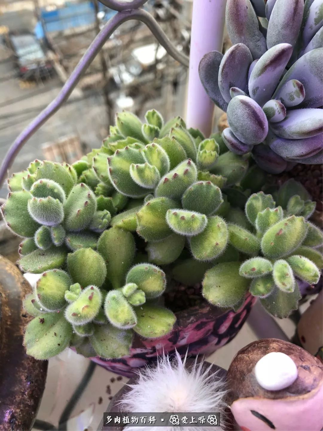 没阳光的多肉也如此迷人,不需要很多阳光的多肉