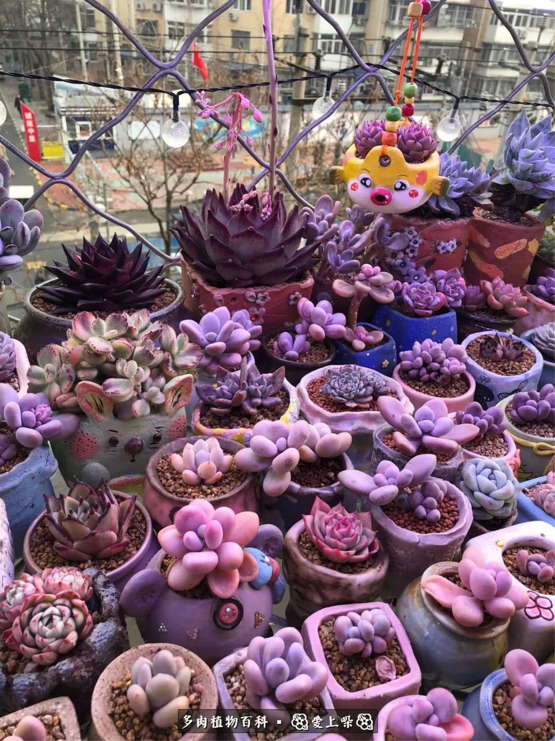 没阳光的多肉也如此迷人,不需要很多阳光的多肉