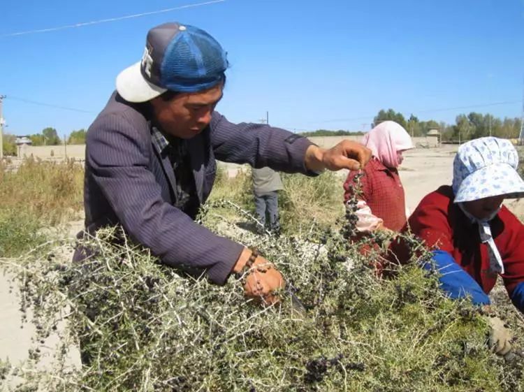 黑枸杞适宜什么样的人吃,黑枸杞都适合啥样人群吃