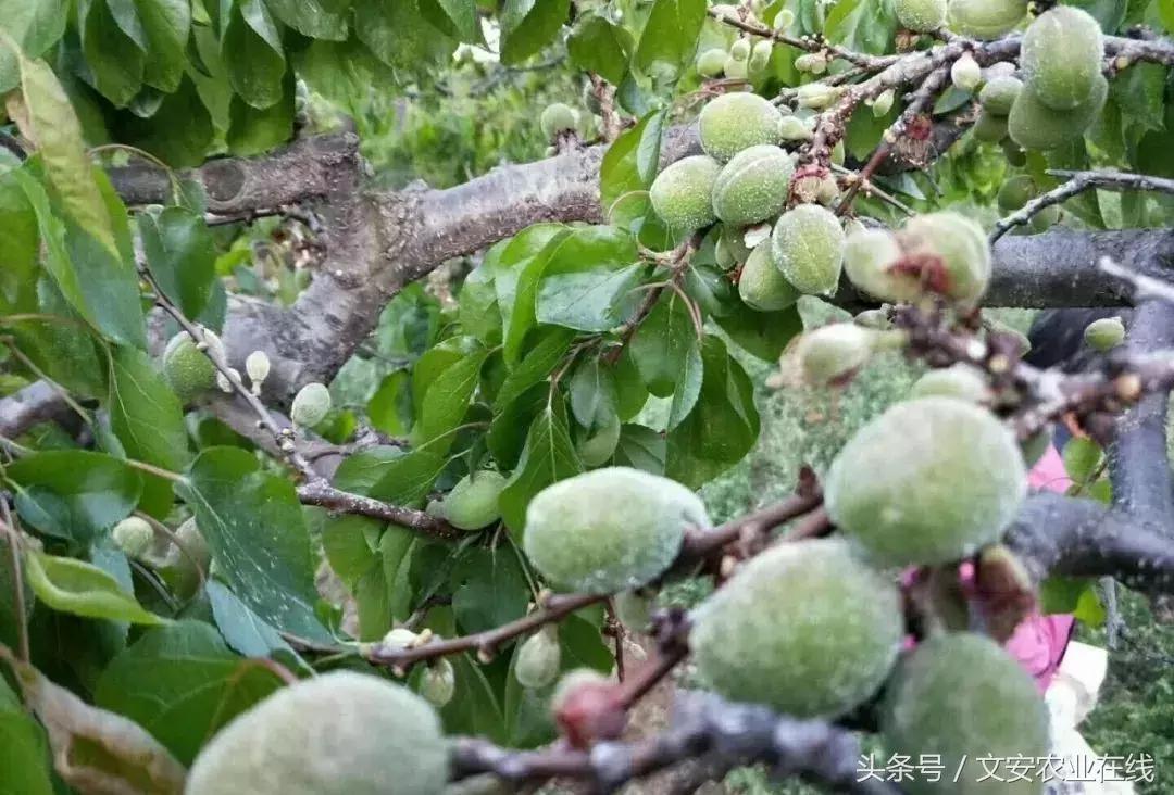 吴老三果树冻害后恢复的修剪技术,果树冻害以后的措施