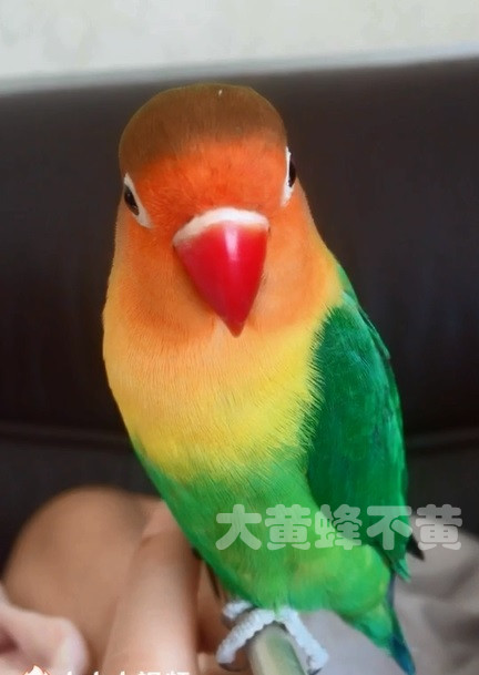 如果爱你的鹦鹉,请让它远离这些食物