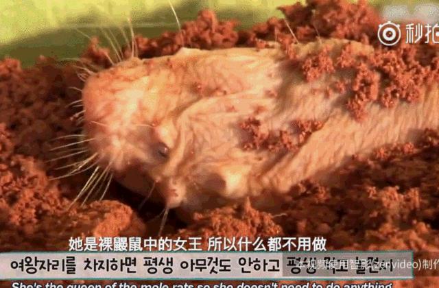 世界四大最丑动物,世界上最丑的鼹鼠