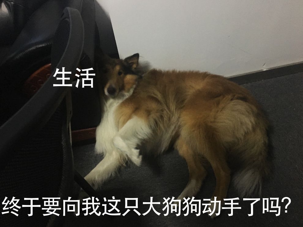 给狗狗剃毛剃成很奇怪的样子,狗狗剃了毛照镜子