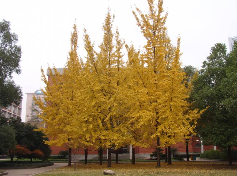 长沙市一中校友,我的母校