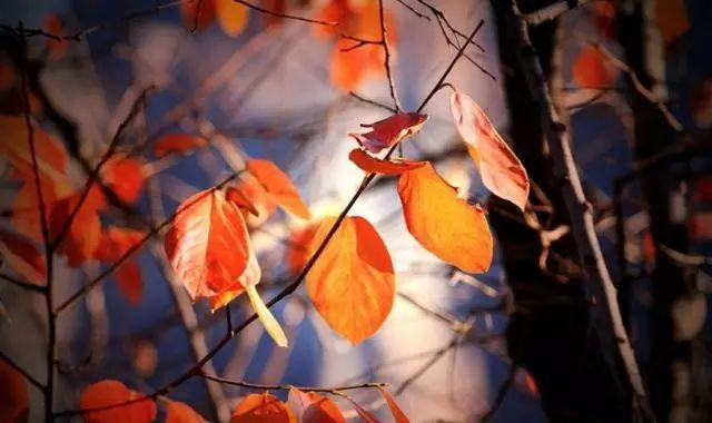 童话：皇家守卫战第二部（七）