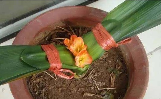 君子兰夹箭用温水泡,君子兰夹箭花出不来什么原因