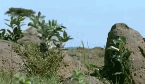 被奉为神明合集,bbc神级纪录片life第02集