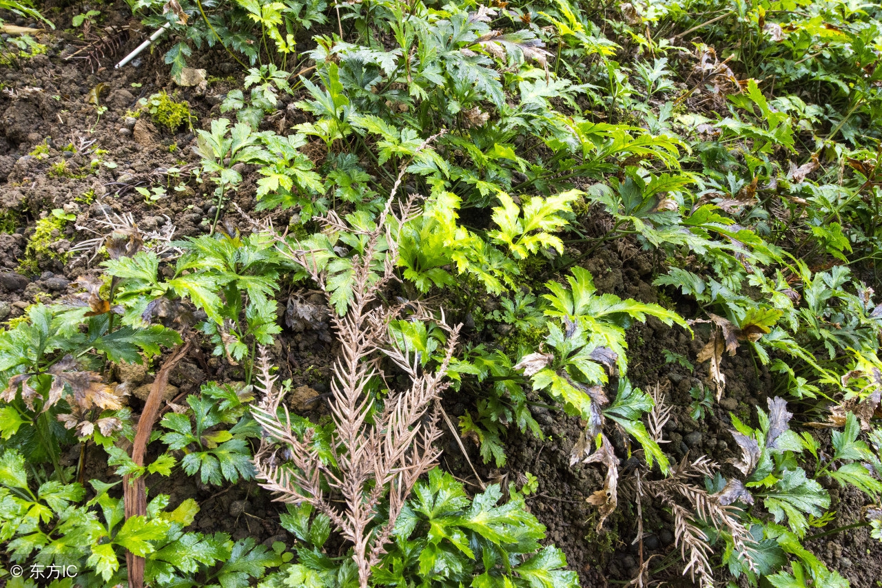 黄连药材视频,黄连科普视频