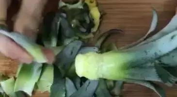 吃完的菠萝不要扔教你做盆栽,菠萝种子自制盆栽