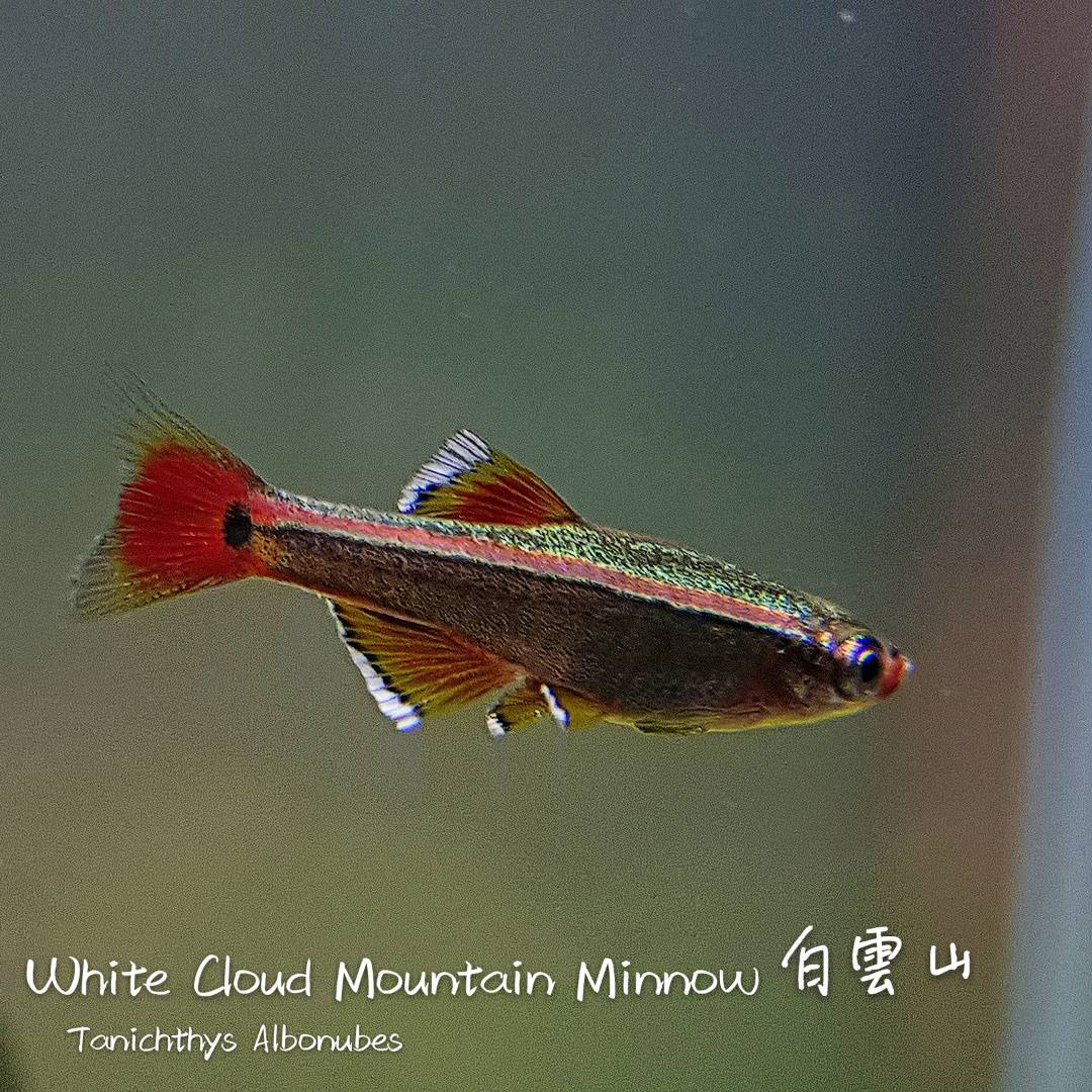 观赏鱼热带鱼品种,热带鱼品种太多认不清