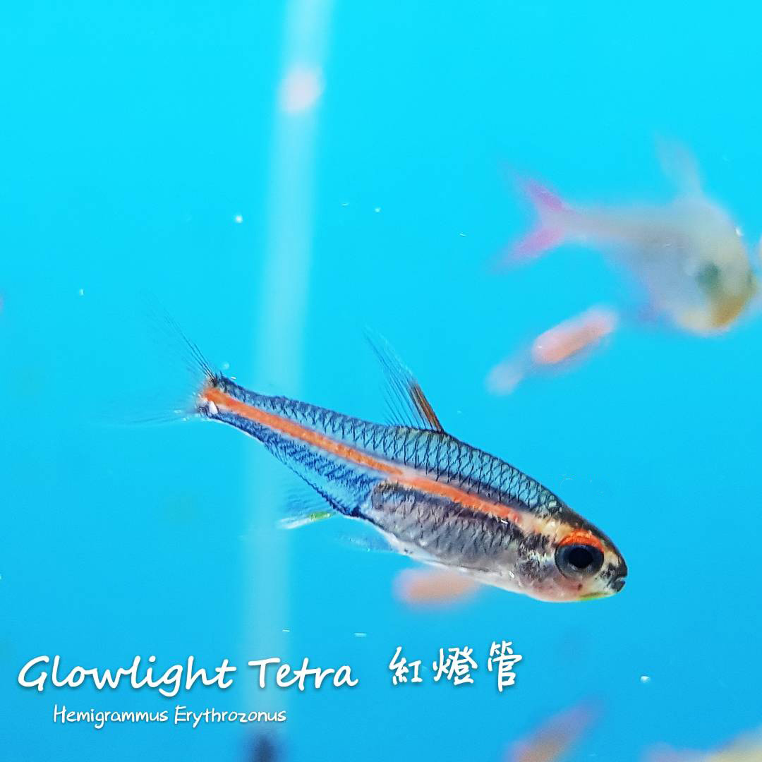 各种小型热带鱼图片大全及名字,41种热带鱼