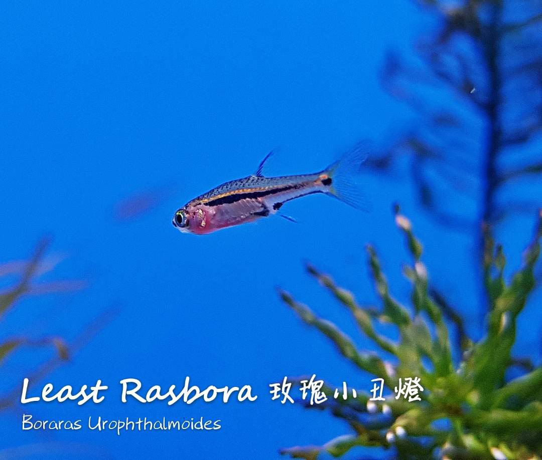 观赏鱼热带鱼品种,热带鱼品种太多认不清