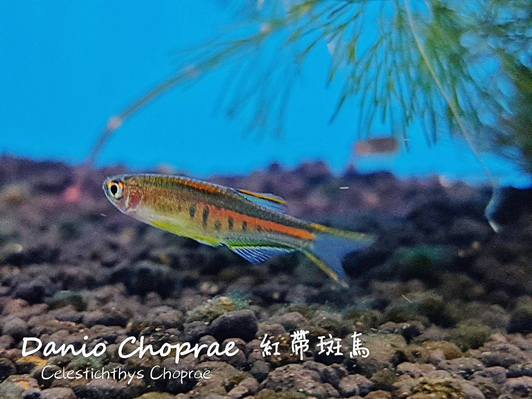 各种小型热带鱼图片大全及名字,41种热带鱼