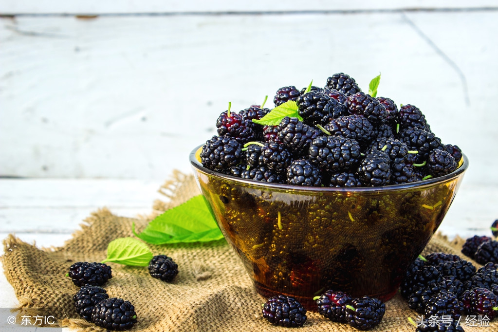 果桑的栽培技术要点,四季果桑苗栽培