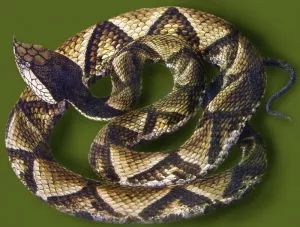 蕲蛇的独特治疗功效,每一味中药背后都有一个美丽传说