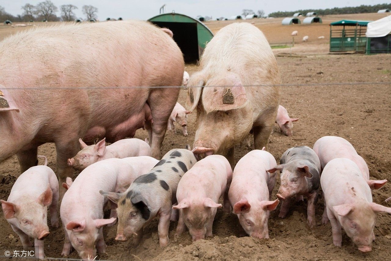 如何确定母猪受孕成功,母猪受孕