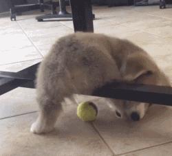 柯基最好笑的4个行为,柯基小短腿的烦恼