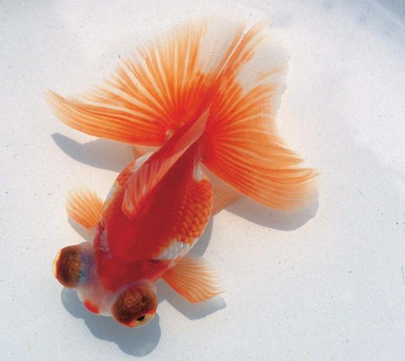 学习金鱼的喂养技巧，让你的爱鱼健康每一天，新手必备