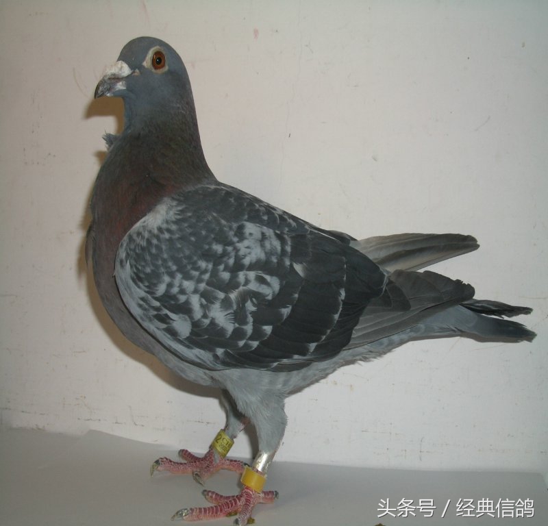 比利时赛鸽最新信息,比利时赛鸽视频大全欣赏