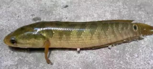 农村河里长的跟鲨鱼一样的鱼,河里像泥鳅有黑色斑点的鱼