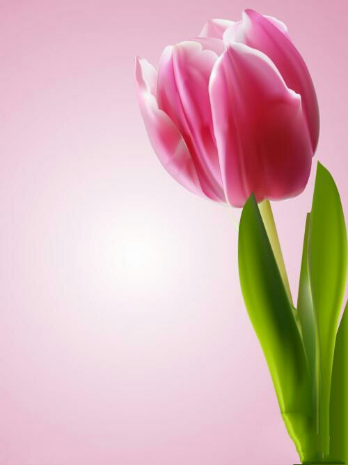 爱意满满郁金香,郁金香表达爱意文案