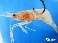 仿生串钩翘嘴鱼最新方法,虾皮串钩钓翘嘴鱼的最佳方法