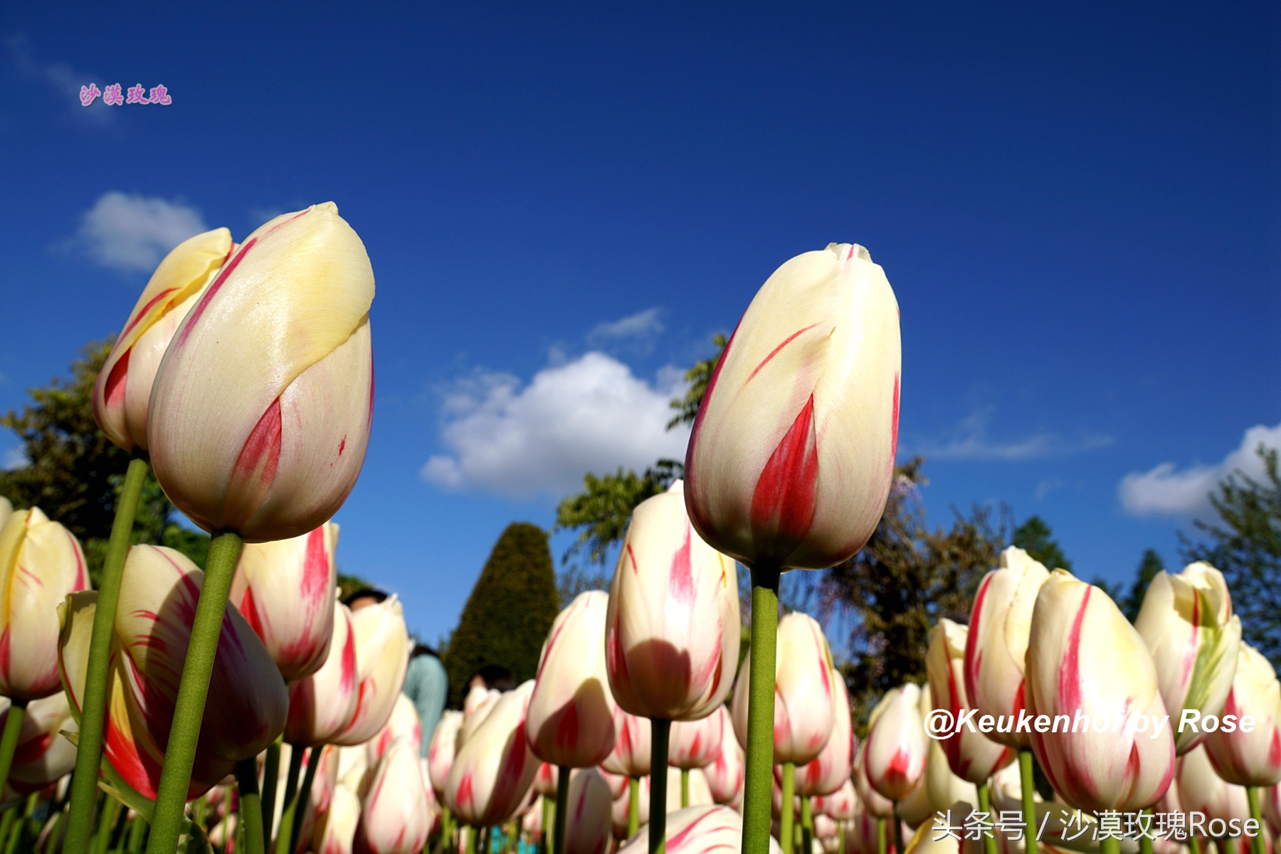 荷兰哪里可以看到郁金香花海,荷兰的郁金香花图