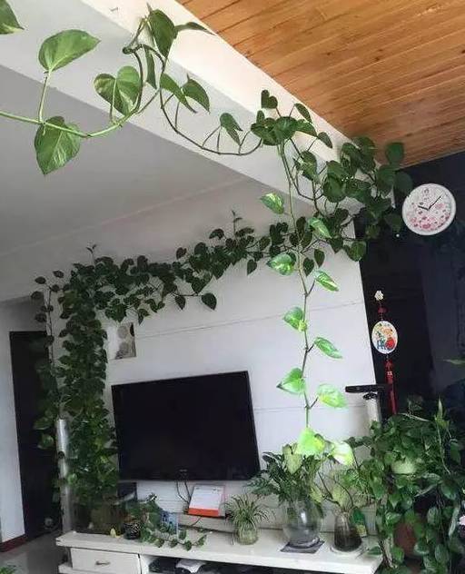 怎样养绿萝才能茂盛视频,屋内绿萝怎么养比较茂盛