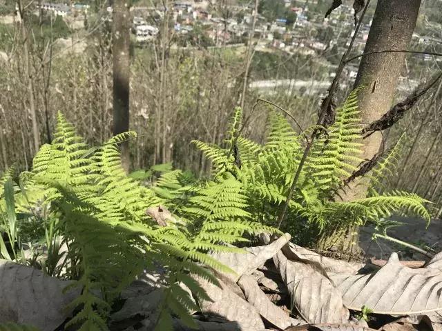 飞两千多公里,得到一座奇幻山林,一个温暖的家,一群有趣的人