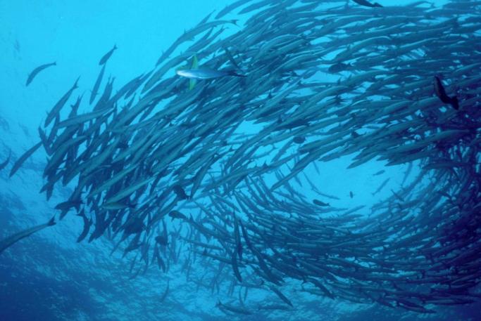 被潜水爱好者誉为10个全球最迷人的潜水天堂，大饱你眼福