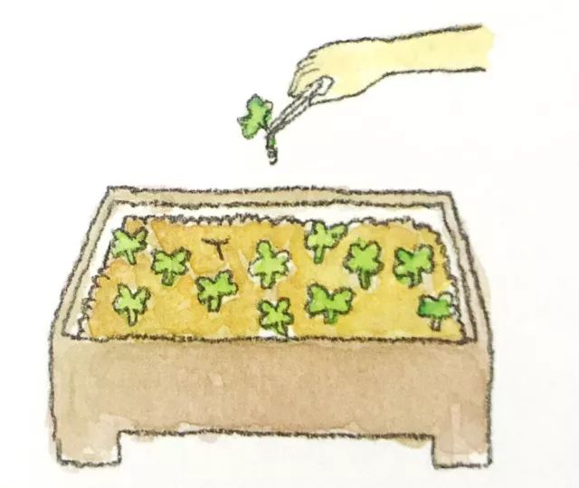 阳台种菜高产栽培技术,8款常见蔬菜阳台种植教程