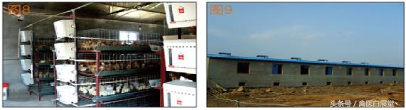 标准化笼养鸡舍图纸,标准鸡舍的规范图纸