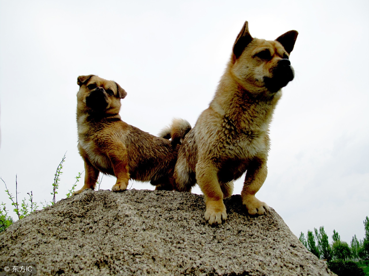 主人嫁人时狗狗的反应让人感动,当你亲狗狗时狗狗的反应感人