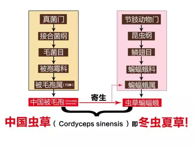 虫草≠冬虫夏草，冬从夏草的功效