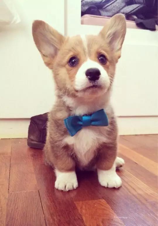 干货狗狗喂养知识合集,新手训练狗狗要用什么零食