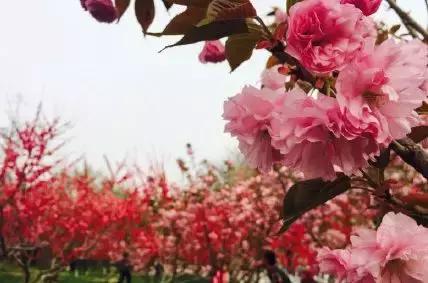 出什么国!来河北就等于来了全世界……