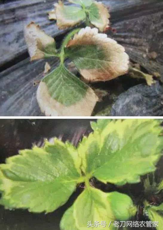草莓叶片失绿焦枯是什么病害？该用什么办法进行补救