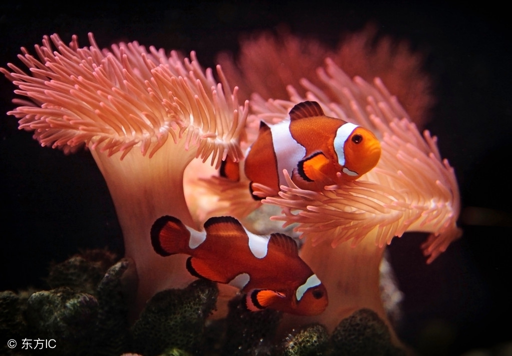 海水小丑鱼的饲养,小丑鱼的饲养