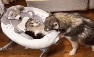 哈士奇妈妈生了,哈士奇生孩子还拆家吗