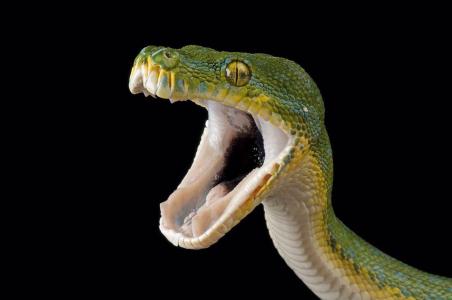 二条蛇进家预示什么,红蛇进家中预示什么