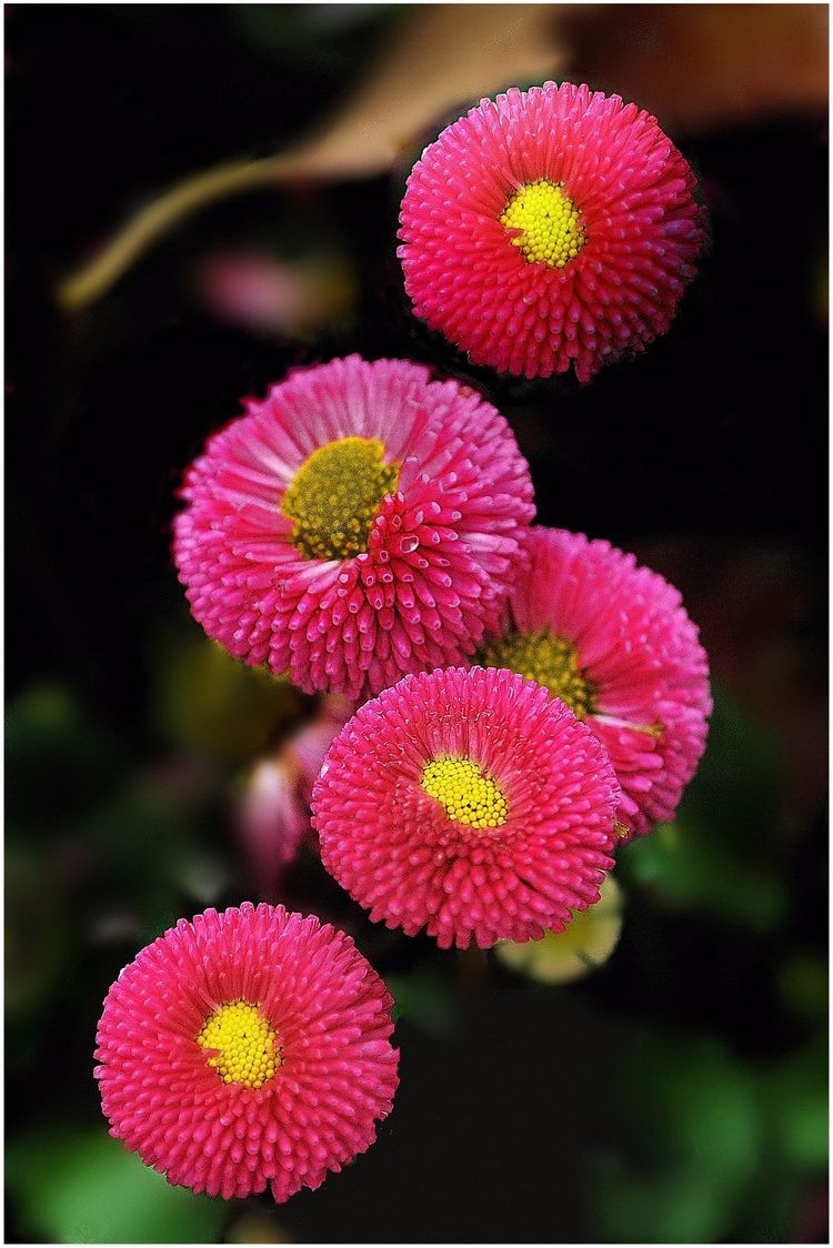 代表独特的花语的花是什么,什么花的花语是惊艳人心的呢