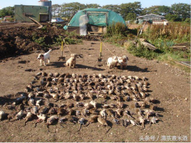 澳大利亚老鼠泛滥怎么解决的,澳大利亚老鼠泛滥成灾视频